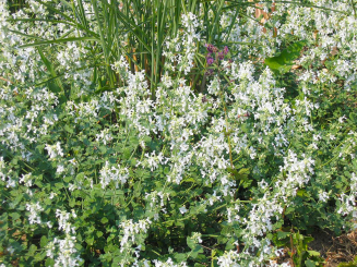 Katzenminze Nepeta - faassenii Snowflake