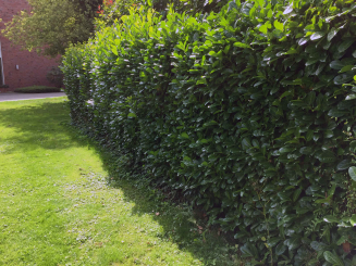 Kirschlorbeer Hecke kaufen jetzt Top Angebote sichern