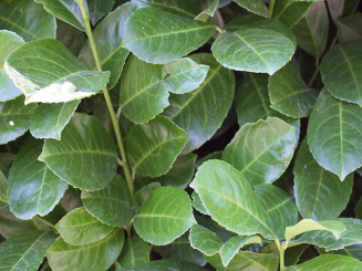 Kirschlorbeer Rotundifolia - Prunus laurocerasus Rotundifolia 