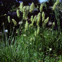 Koeleria ( Schillergras ) - glauca