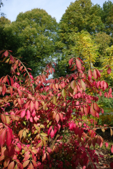 Korkspindel - Euonymus alatus 40 - 50 cm, 3 Liter Container