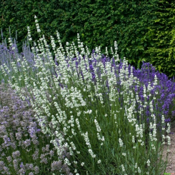 Lavendel Lavandula - angustifolia weiß 