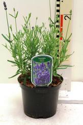 Lavendel Lavandula - angustifolia 'Hidcote Blue' Topfgröße - 2 Liter