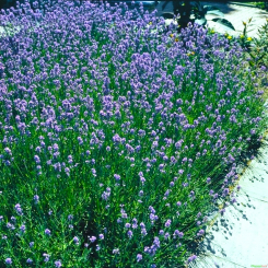 Lavendel Lavandula - angustifolia Munstead 