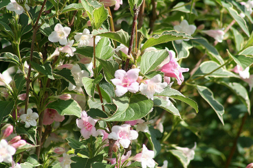 Liebliche Weigelie Pink Poppet