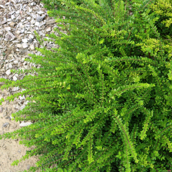 Heckenmyrhte, Heckenkirsche, Böschungsmyrthe Lonicera nitida Maigrün 