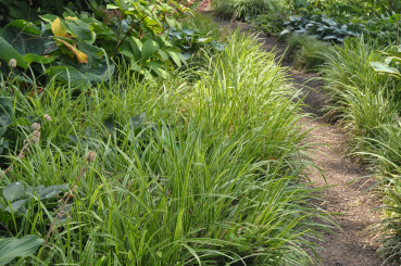 Luzula ( Hainsimse ) - sylvatica Marginata