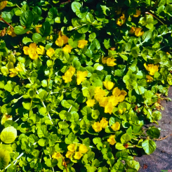 Pfennigkraut, Felberich Lysimachia  - nummularia 