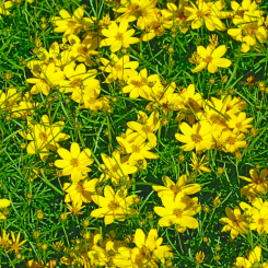 Mädchenauge Coreopsis - verticillata Zagreb