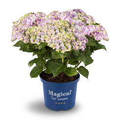 Magical Amethyst® Hortensie 