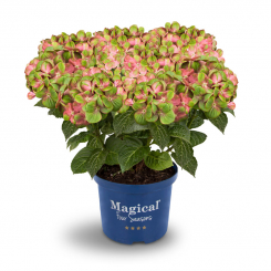 Magical Greenfire® Hortensie 