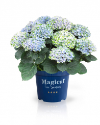 Magical Revolution® blue Hortensie 