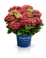 Magical Ruby® Tuesday Hortensie 