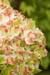 Magical Wings® Hortensie 