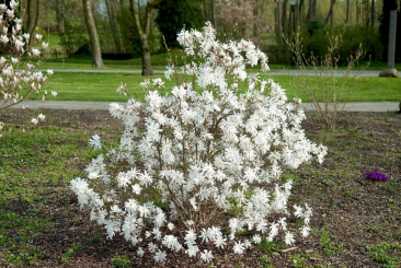 Magnolia stellata Royal Star - Magnolia stellata
