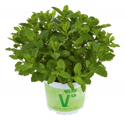 Marokkanische Minze Mentha spicata var. crispa Marokko