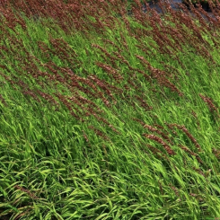 Melica ( Perlgras ) - altissima Atropurpurea