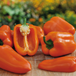 Midi-Blockpaprika Almira® Midi Orange im 12 cm Topf