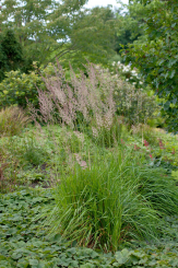 Milium ( Gold-Wald-Hirse ) - effusum Aureum