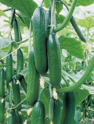 Gurkenpflanzen kaufen alles für Ihren Gemüsegarten