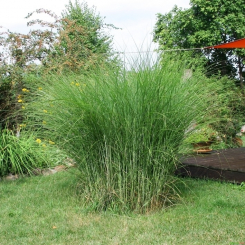 Miscanthus ( Chinaschilf ) - sinensis Gracillimus