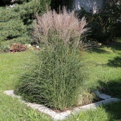 Miscanthus ( Chinaschilf ) - sinensis Graziella