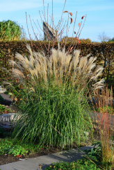 Miscanthus ( Chinaschilf ) - sinensis Hermann Müssel