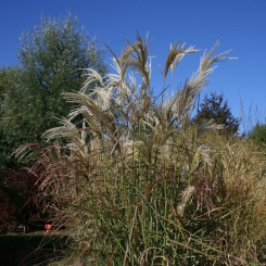 Miscanthus ( Chinaschilf ) - sinensis Kaskade