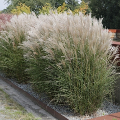 Miscanthus ( Chinaschilf ) - sinensis Kleine Silberspinne