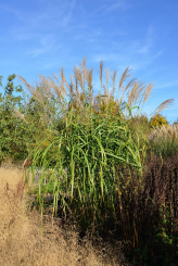 Miscanthus ( Chinaschilf ) - sinensis Zwergelefant