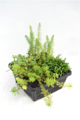 Mixkorb Sauerstoffpflanzen