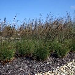 Molinia ( Pfeifengras ) - caerulea Edith Dudszus