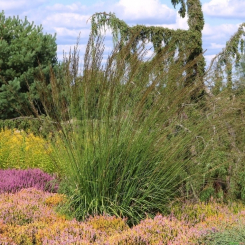Molinia ( Pfeifengras ) - caerulea Heidebraut