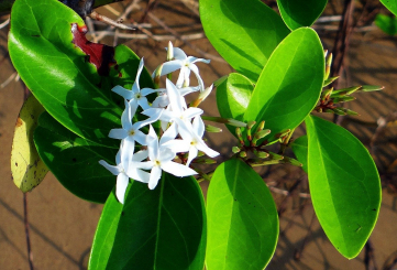 Natal-Pflaume carissa grandiflora 