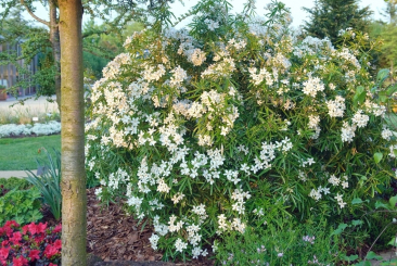 Orangenblume - Choisya Aztec Pearl