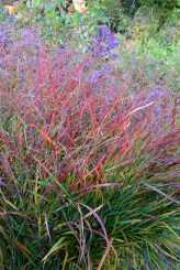 Panicum ( Zierhirse ) - virgatum Hänse Herms