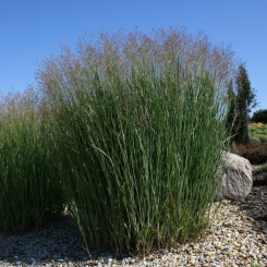 Panicum ( Zierhirse ) - virgatum Heavy Metal