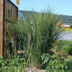 Panicum ( Zierhirse ) - virgatum Northwind