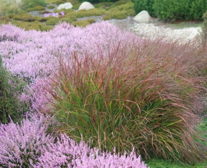 Panicum ( Zierhirse ) - virgatum Rotstrahlbusch