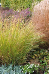 Panicum ( Zierhirse ) - virgatum Shenandoah