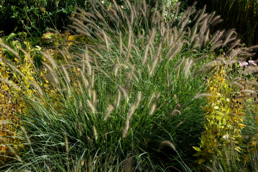 Pennisetum ( Lampenputzergras ) - alopecuroides Compressum