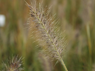 Pennisetum ( Lampenputzergras ) - alopecuroides Goldstrich
