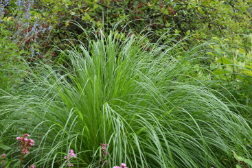 Pennisetum ( Lampenputzergras ) - alopecuroides Japonicum