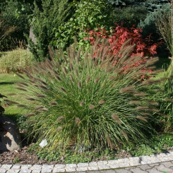 Pennisetum ( Lampenputzergras ) - alopecuroides Weserbergland