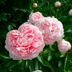 Pfingstrose Paeonia  - lactiflora Sarah Bernhardt