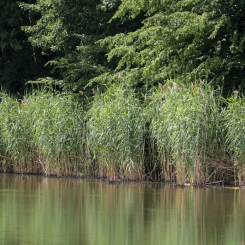 Schilf Phragmites australis