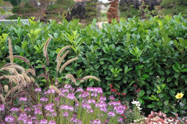 Portugiesischer Kirschlorbeer - Prunus lusitanica Angustifolia Container 80 - 100  cm Container | 80 - 100  cm