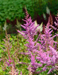 Prachtspiere Astilbe  - x arendsii Fanal