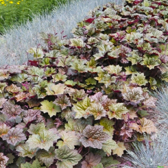 Purpurglöckchen Heuchera - micrantha Palace Purple