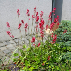 Purpurglöckchen Heuchera - sanguinea Leuchtkäfer